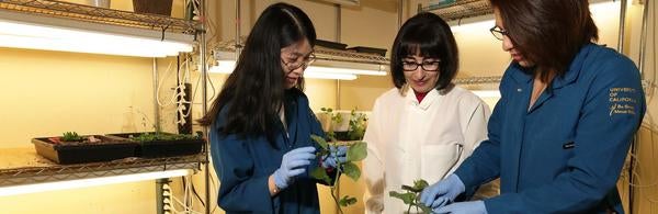 Dr. Isgouhi Kaloshian and students