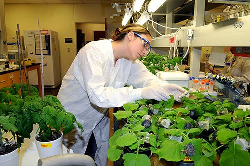 nematology student with plants (c) UCR / CNAS