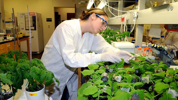 Nematology student with plants (c) UCR / CNAS