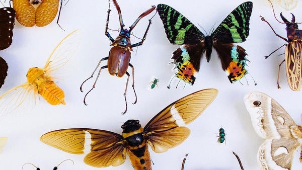Insect Collection in Entomology Department (c) UCR